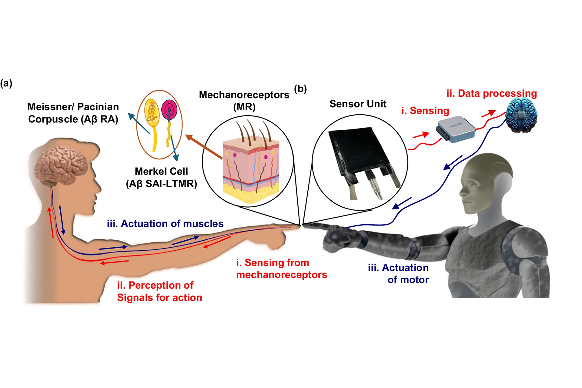 Grip Sensor Researchers Develop Fabric-Based Sensor that Detects Pressure and Slip ...