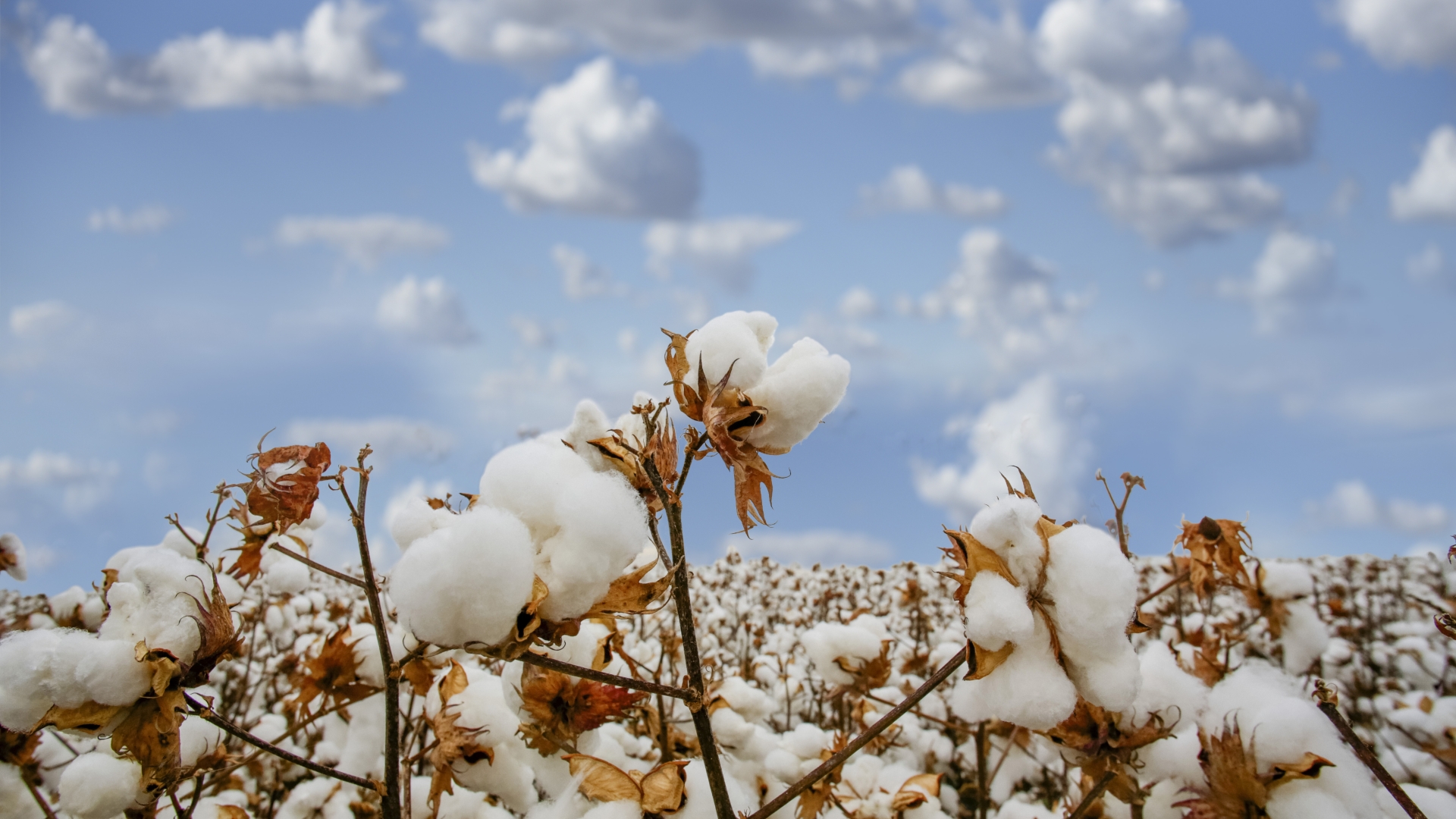 Carbon Positive Good Earth Cotton