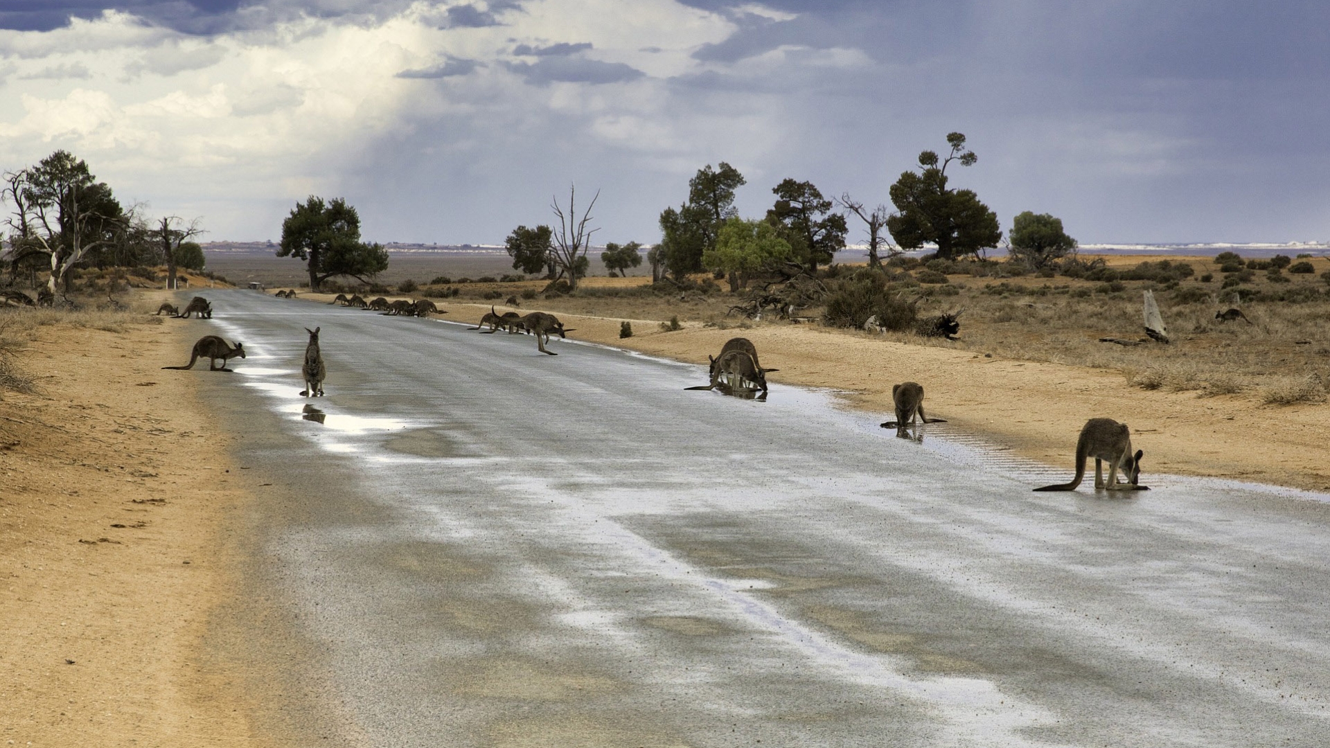 A kangaroo mob scouring for water during a drought. Kangaroo populations often dip during druoughts.