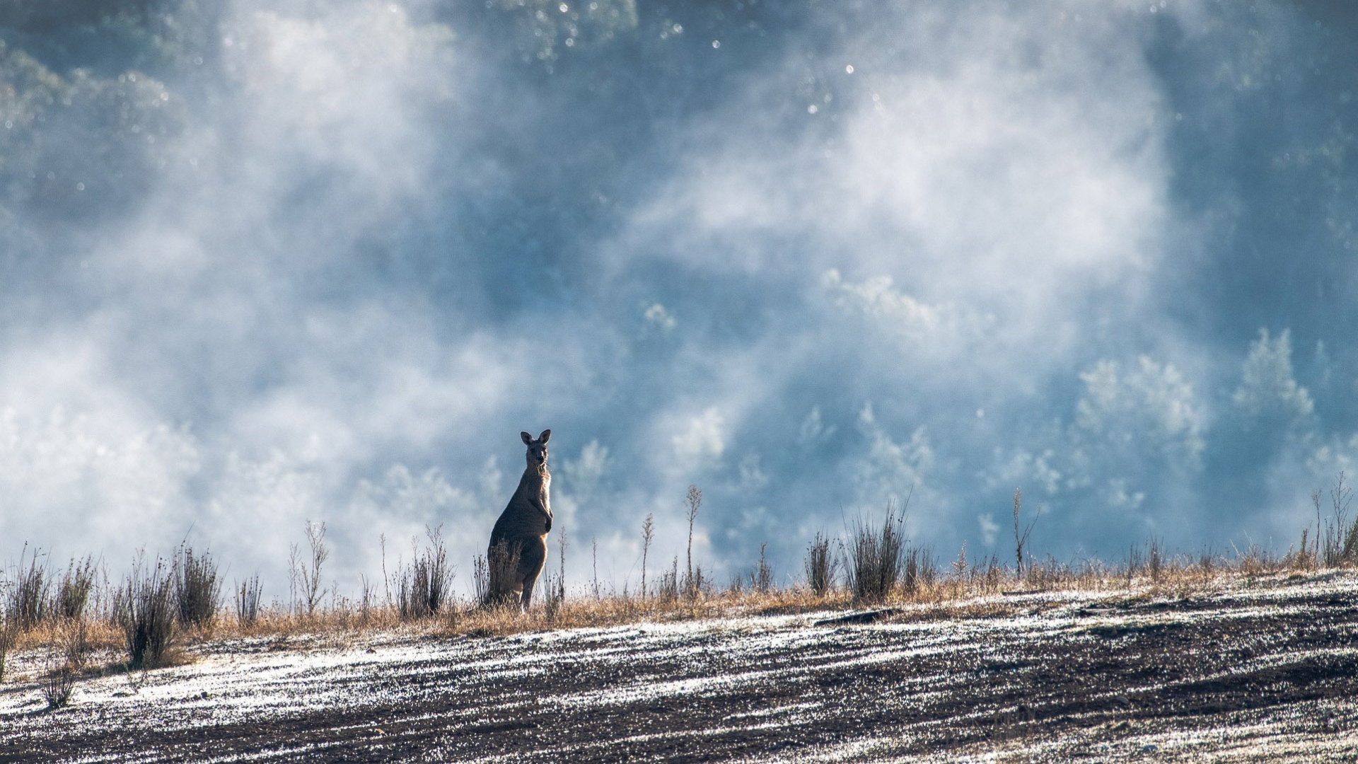  A stronger kangaroo industry would lead to better kangaroo welfare and conservation not only of kangaroo populations but also landscapes and reduced greenhouse gas emissions.