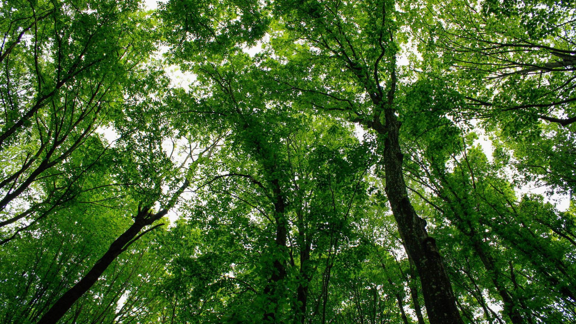 The Hot Button Report rates producers of viscose and other MMCFs such as lyocell and acetate on their forest sourcing and their leadership on scaling Next Gen fibres, like those made from recycled textiles. 