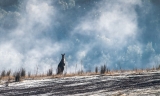  A stronger kangaroo industry would lead to better kangaroo welfare and conservation not only of kangaroo populations but also landscapes and reduced greenhouse gas emissions.