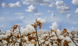 Carbon Positive Good Earth Cotton