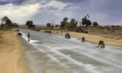 A kangaroo mob scouring for water during a drought. Kangaroo populations often dip during druoughts.