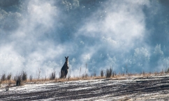  A stronger kangaroo industry would lead to better kangaroo welfare and conservation not only of kangaroo populations but also landscapes and reduced greenhouse gas emissions.