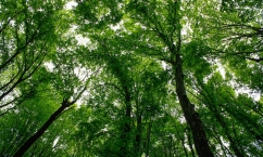 The Hot Button Report rates producers of viscose and other MMCFs such as lyocell and acetate on their forest sourcing and their leadership on scaling Next Gen fibres, like those made from recycled textiles. 